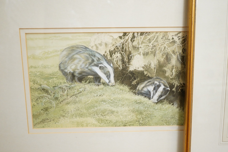George Hayhurst (b.1954), Study of a barn owl with prey and Two badgers, each signed, one dated 1986, one with Chichester House Gallery label verso, two watercolours, largest 20 x 37cm